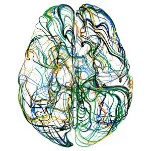 Colorful brain synapses